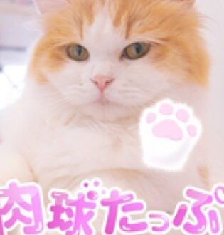 肉球たっぷ ねねにゃん